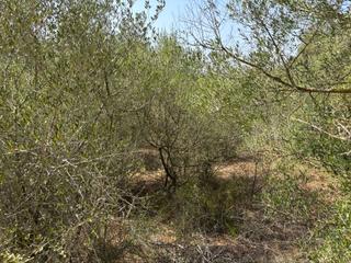 Residential Plot in Felanitx Poble