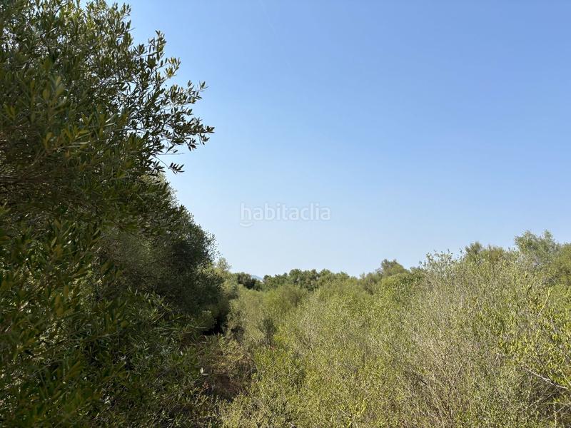 Foto bfc1b09b-467a-4aca-a5df-64adc8c77d0e. Terrain résidentiel dans Felanitx poble Felanitx
