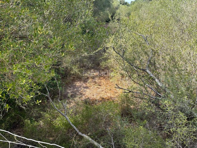 Foto b9559a34-dfb2-4499-ad8f-2d1cfdadcee7. Terreno residenziale in Felanitx poble Felanitx