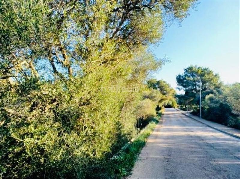 Foto d6dccc3a-b50c-4f90-8564-7203529d3e9c. Wohngrundstück in Cala Murada Manacor