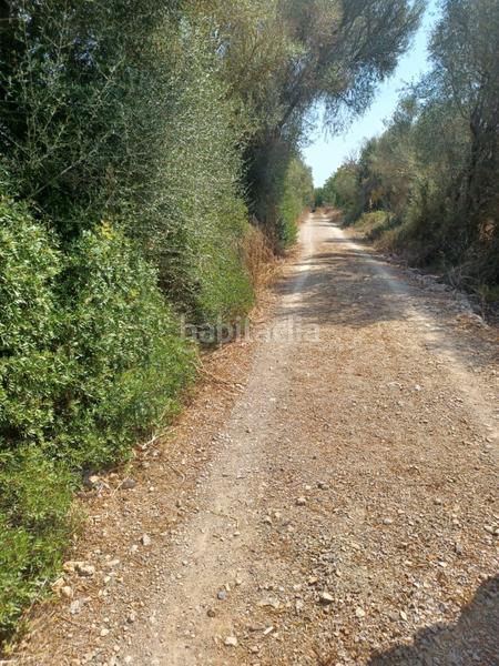 Foto 3d8b97b0-1b9d-4158-ba31-15f1ea6fed4e. Terrain résidentiel dans Felanitx poble Felanitx