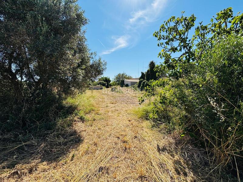 Foto dd443fac-0726-4ebd-8a16-c6756e9f9474. Rural plot in Porreres