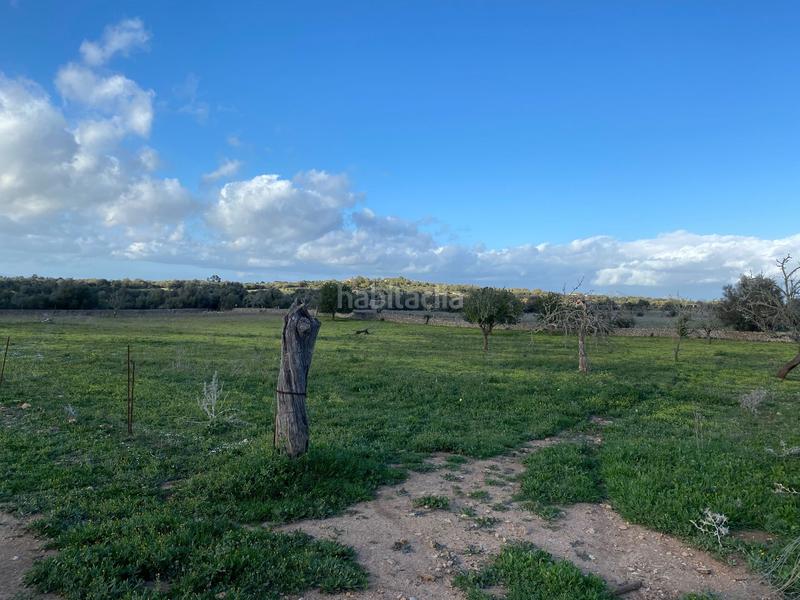 Foto 4e697746-7a2d-424f-a814-fa2b07513e10. Terreny residencial a Manacor centre Manacor