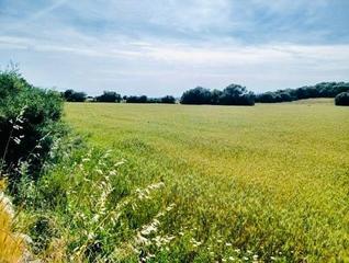 Propriété à Manacor Centre. Exelente oportunidad finca rustica