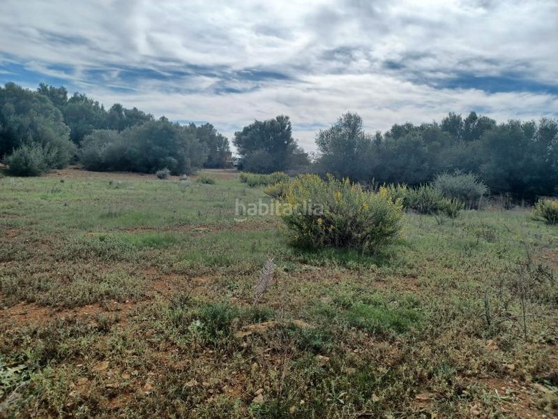 Foto 2fb750f7-8c96-48f1-8637-918767826dda. Finca rústica oportunidad en Felanitx poble Felanitx