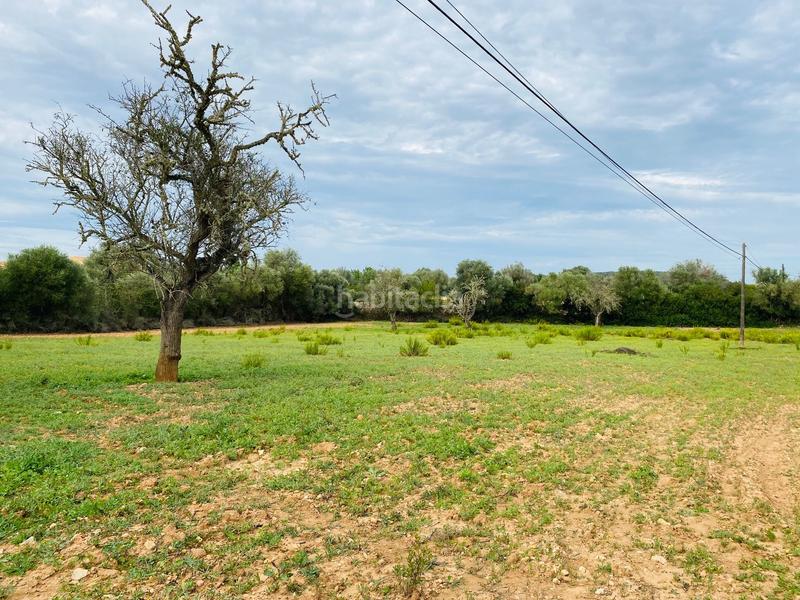 Foto 2f4a5d1a-006f-421d-a1ca-720d12e780a9. Terreno residenziale in Felanitx poble Felanitx