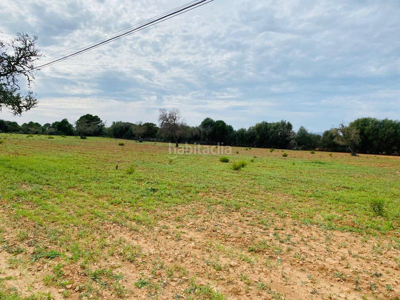 Foto 5bc15541-db3f-43ac-96b6-496a6ffecd96. Terreno residenziale in Felanitx poble Felanitx