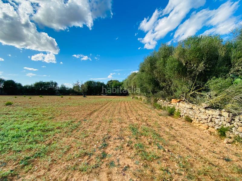 Foto a09d0e3a-c387-42f8-924c-16dae94a57fa. Terreno residenziale in Felanitx poble Felanitx