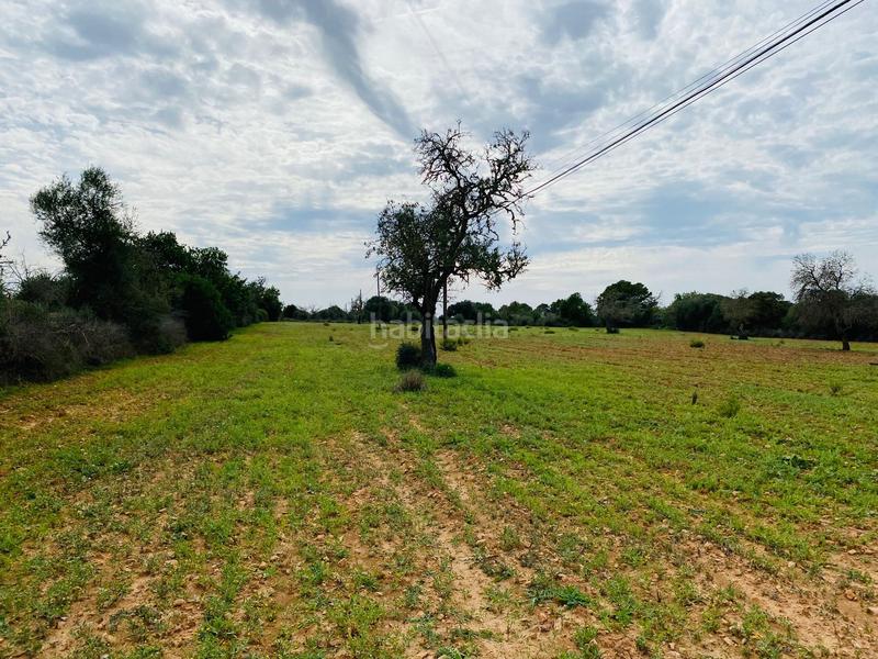 Foto eb13c23f-0900-451c-a3b6-a3629c5cd0e1. Terreno residenziale in Felanitx poble Felanitx