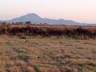 Residential Plot in Manacor Centre. Exclusiva oportunidad