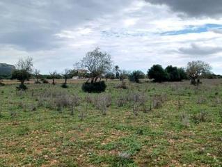 Terreny residencial a Felanitx Poble