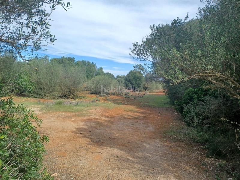 Foto 58aa3db0-b140-4a2a-a6c7-a36f7a6349ef. Propriété dans Felanitx poble Felanitx