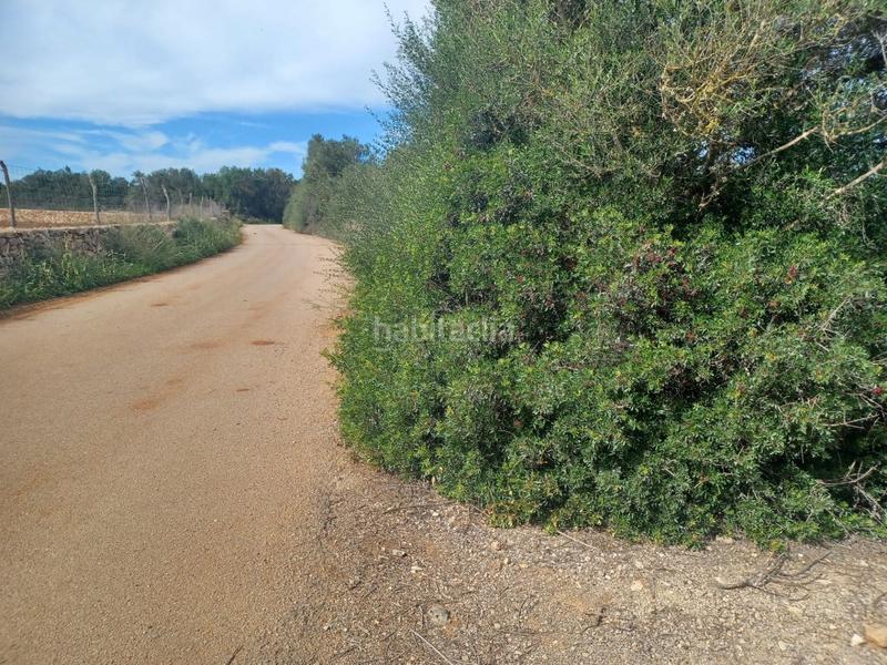Foto a8076cb3-fa46-4806-b3d3-8b303b23cce0. Propriété dans Felanitx poble Felanitx
