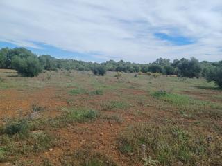 Finca rústica a Felanitx Poble. Oportunidad en felanitx