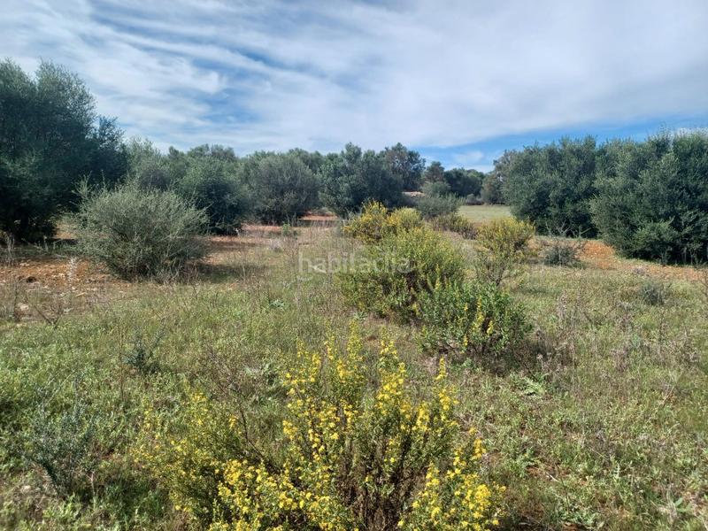 Foto d6a94183-b65b-4675-bb8d-5065e5ca05f9. Propriété dans Felanitx poble Felanitx