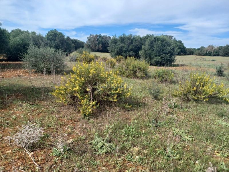 Foto e4d6e5b1-520b-481d-91c6-36b6808fbe56. Propriété dans Felanitx poble Felanitx