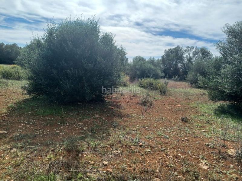 Foto e7c716a3-16ee-4cdc-a1dd-4a98a4081079. Propriété dans Felanitx poble Felanitx
