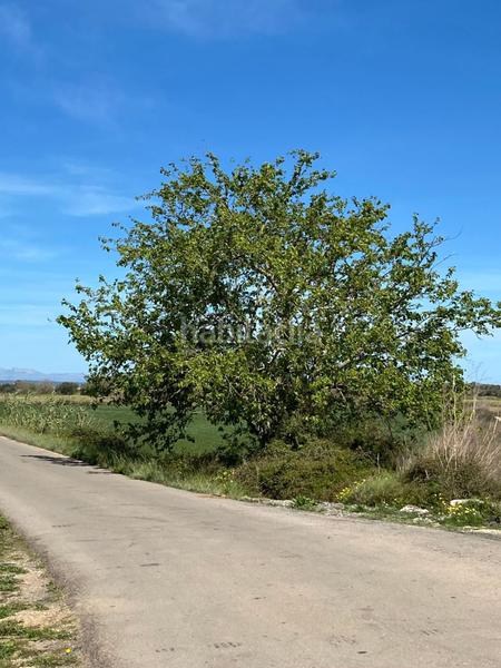 Foto d790029d-30ca-4d67-b3ae-825dcbb00a86. Terreny residencial a Felanitx poble Felanitx