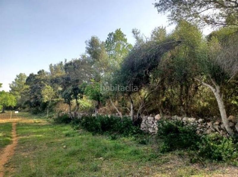 Foto 1453ff19-2da4-46ff-af67-a685d0828c33. Terrain résidentiel dans Felanitx poble Felanitx