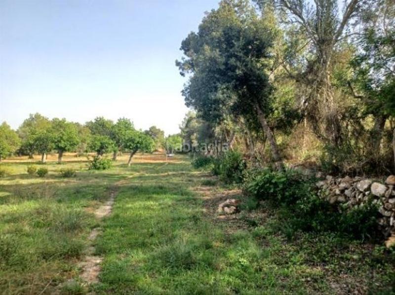 Foto 4187697d-5567-4ba0-ac9f-26b046c4b9b5. Terrain résidentiel dans Felanitx poble Felanitx