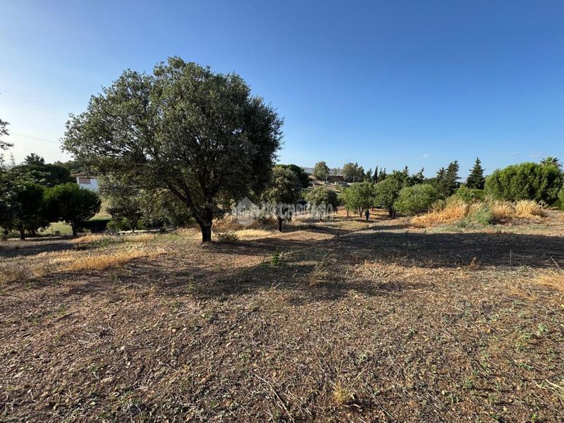 Foto dafd9321-031c-41c8-8871-c7f72f3a844f. Finca rústica a Carretera de Sevilla - Los Montitos Badajoz