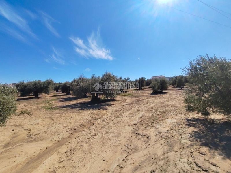 Foto 17a0e3ca-b4db-4e62-b789-e29afb246512. Finca rústica a Mengíbar