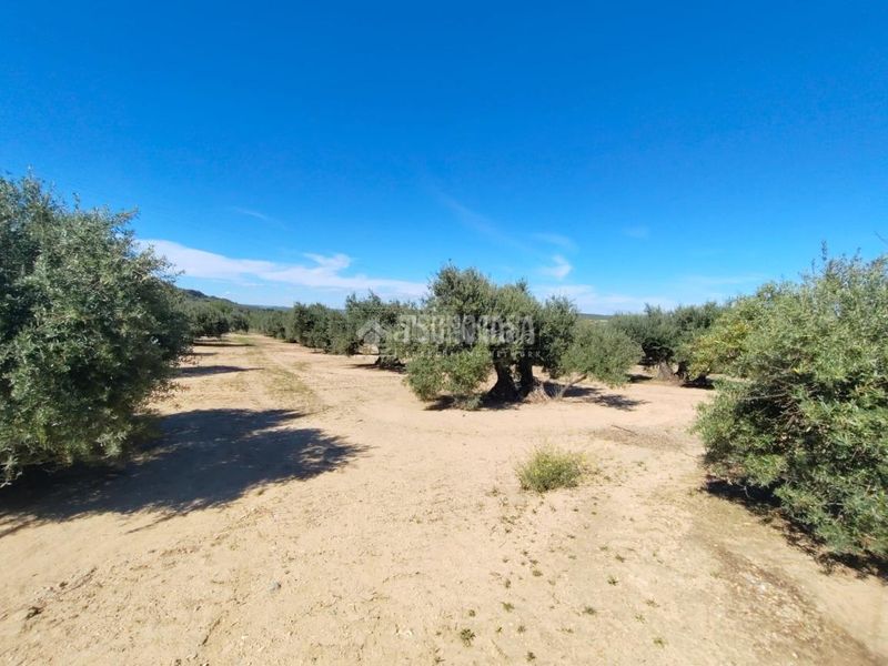 Foto 1e48c7c3-5a03-4ef2-8023-33a57cea6aa2. Finca rústica a Mengíbar