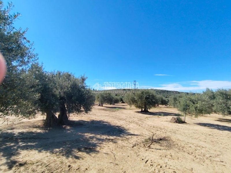 Foto 26cd61c8-c395-476f-8927-5566375c36e5. Finca rústica a Mengíbar