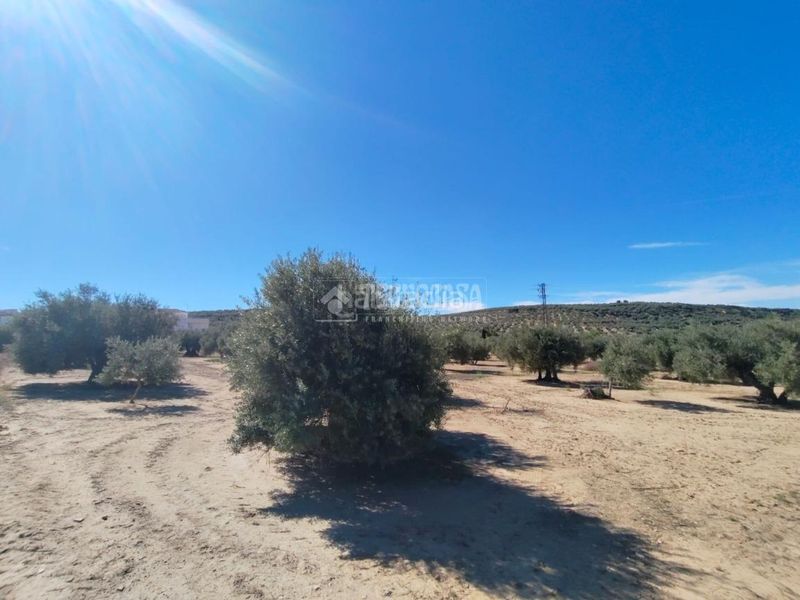 Foto 450e9196-c0d2-43c4-8d9b-20b64ad63582. Finca rústica a Mengíbar