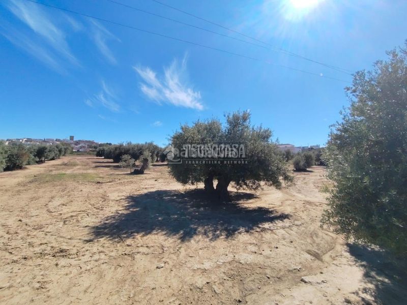 Foto 4a574995-d0ee-4745-be7a-9754ba9d86f1. Finca rústica a Mengíbar