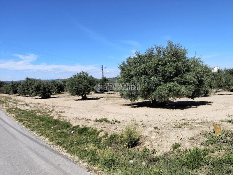 Foto 70f6edac-e90d-4f86-93ff-9aefe50d9f08. Finca rústica a Mengíbar