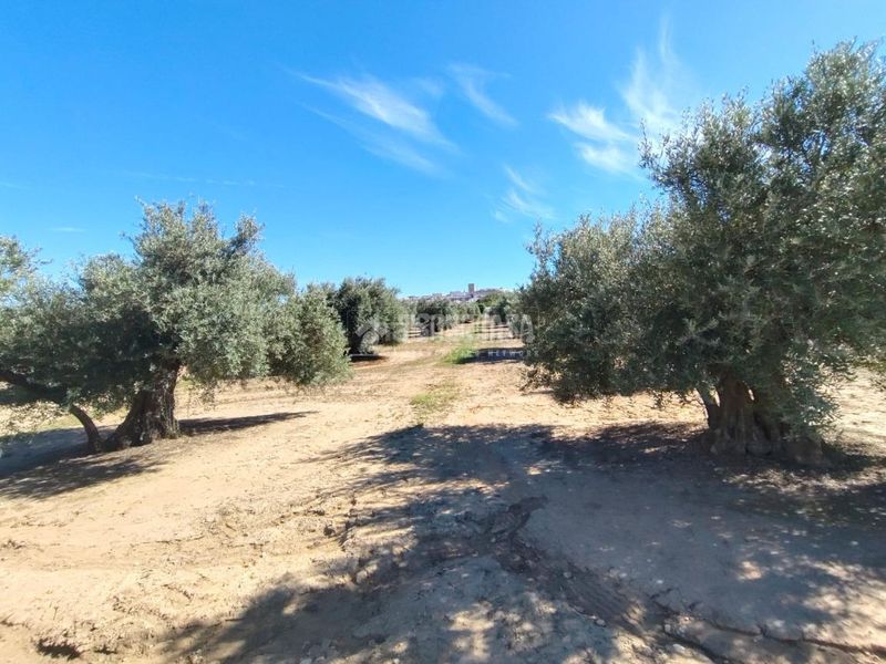 Foto 76394893-b6eb-4231-9a62-1beedb0e1b56. Finca rústica a Mengíbar