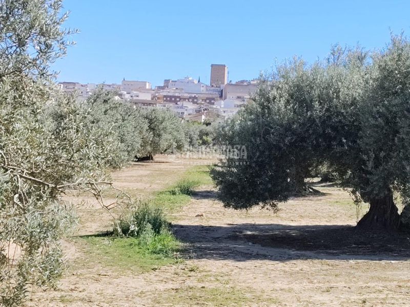 Foto d8e75f40-1e21-43b6-864d-c5a51049950b. Finca rústica a Mengíbar