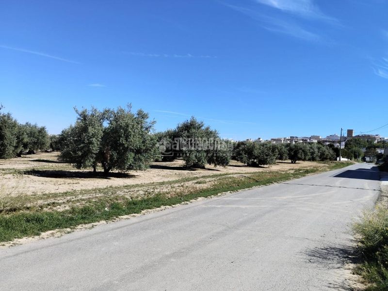 Foto fe4c7ba7-53e0-42d9-9c5a-23e642857527. Finca rústica a Mengíbar