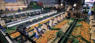 Lloguer Nau industrial a Nules. Alquiler de almacén de citricos en nules castellón