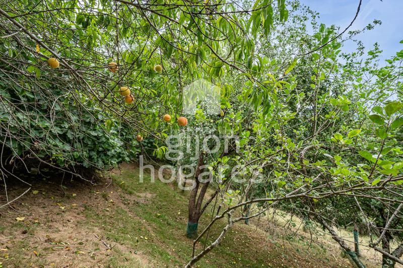 Foto 512c31d0-0e9b-42fb-8c58-5732031d176e. Haus in abedul - lg les melendreres 4 in Piloña