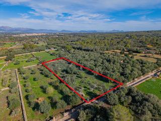 Finca rústica en Camino camí de vinyota. Terreno rústico en sineu  son rossinyol