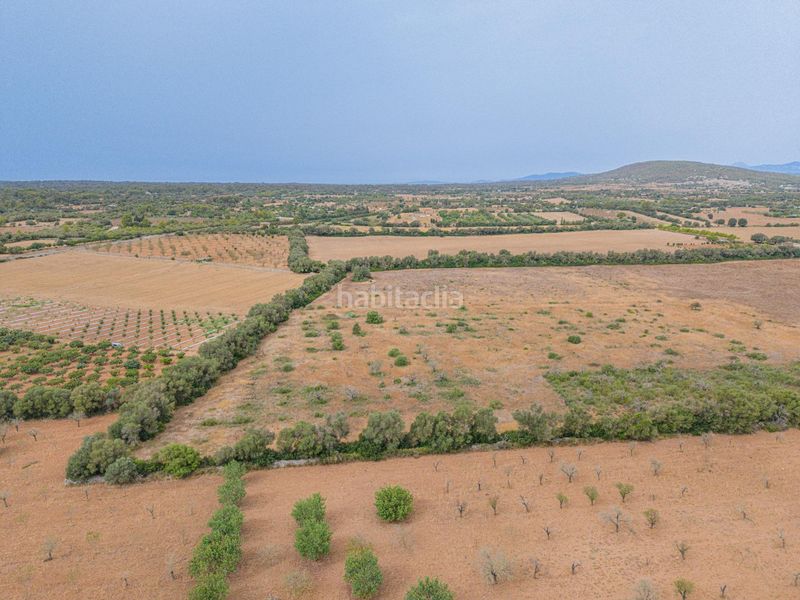 Foto 06c66c95-f5dc-419f-ba2a-011077f38c24. Finca rústica a Sencelles