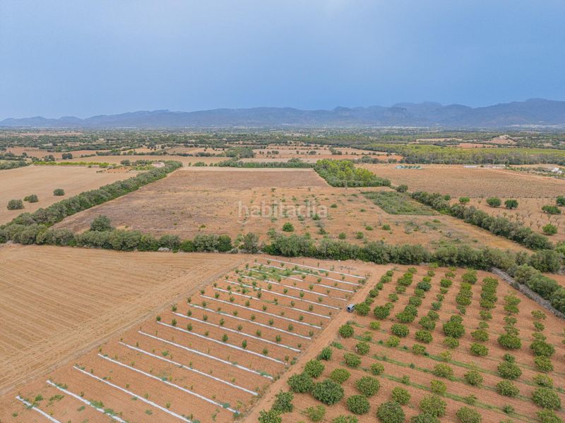 Foto 2b3b8b3e-d397-45b0-813e-e98eb1027d12. Finca rústica a Sencelles