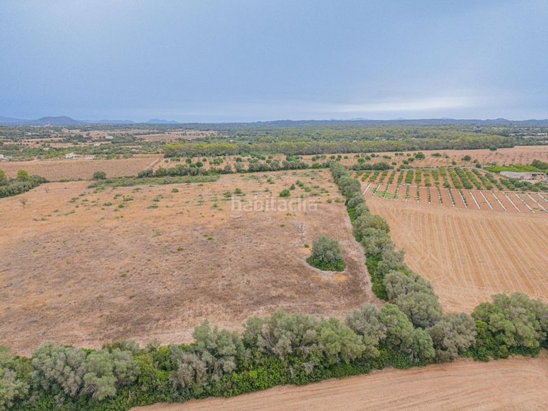 Foto 359bfcb7-a6db-4569-8691-b8d80ba07133. Finca rústica a Sencelles