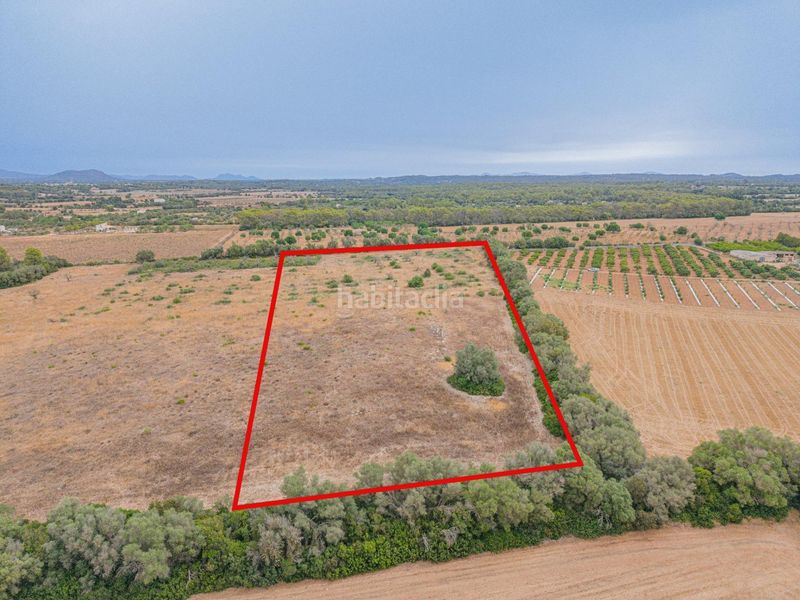 Foto 9506ea17-17c8-4691-b8bf-156f0b33e579. Finca rústica a Sencelles