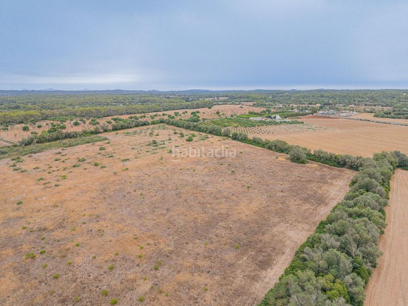 Foto c32239aa-b960-4952-928a-04bbfc83ede2. Finca rústica a Sencelles