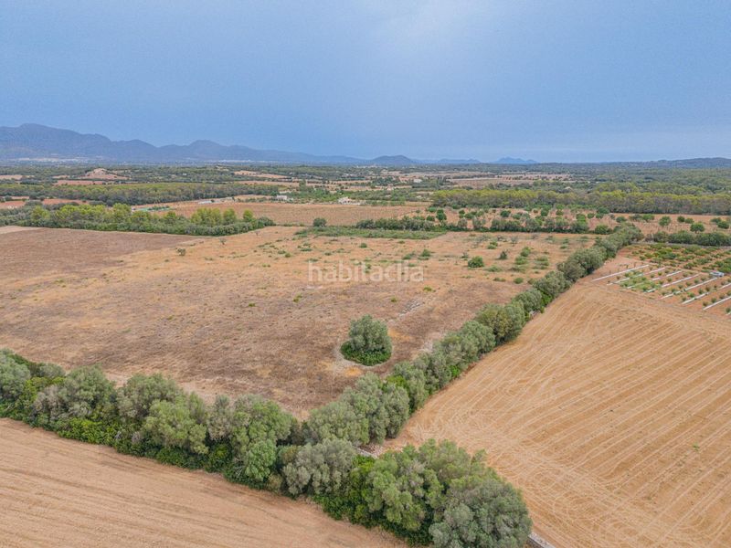 Foto c71e4d41-4f06-40d2-95a1-0f8f68326158. Finca rústica a Sencelles