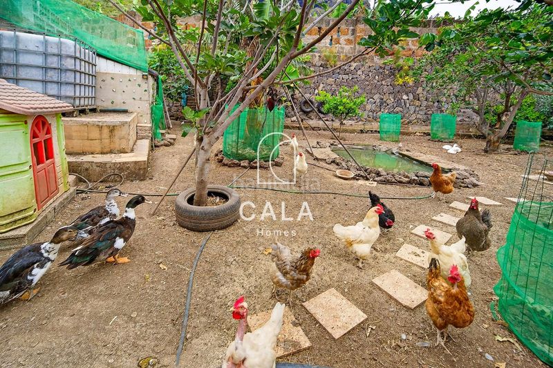 Foto 5a8b65e1-18f5-4e89-9c73-0d471e42bef0. Casa amb aparcament a Garachico