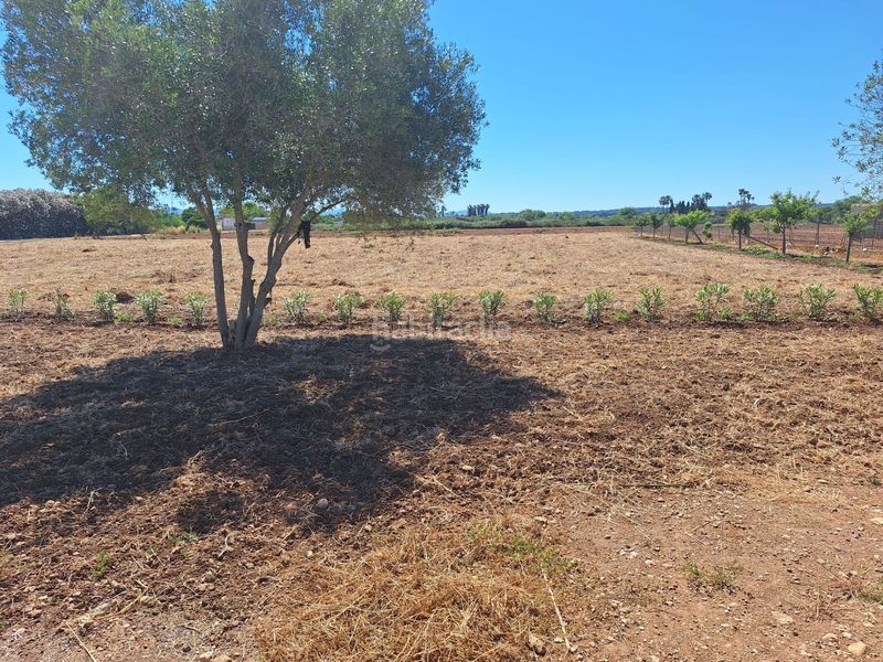 Foto a6beac9b-cd50-4056-bee1-503ecdc16c69. Masia a Sa Pobla