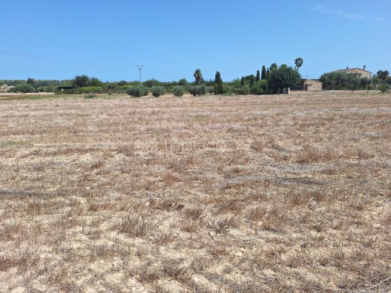 Foto 3568f18a-1f0f-49e8-a06f-3411e5d30832. Terreny residencial a Sineu