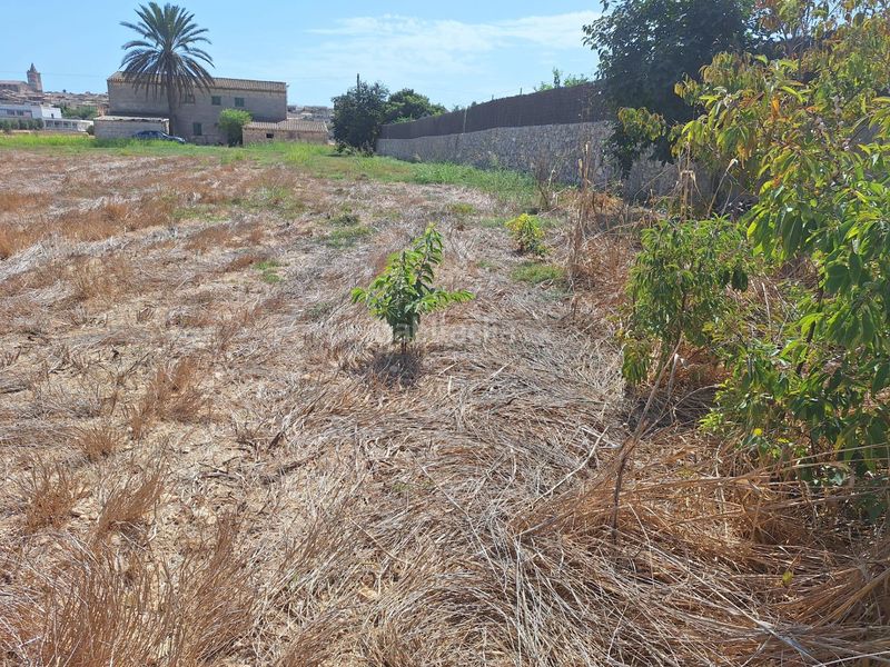 Foto 4bfec50d-811a-4d48-83fd-f82dd0371c1b. Terreny residencial a Sineu