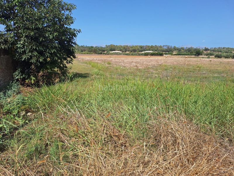 Foto aea8f234-b96d-4ade-9da0-141fd17d2569. Terreny residencial a Sineu