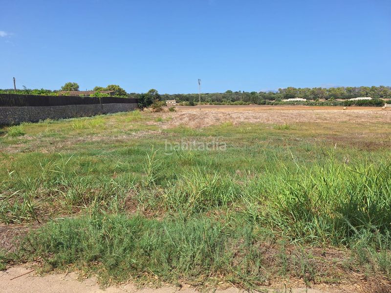Foto ba10271d-bdcf-47bf-bed3-e01cff0d7a6d. Terreny residencial a Sineu