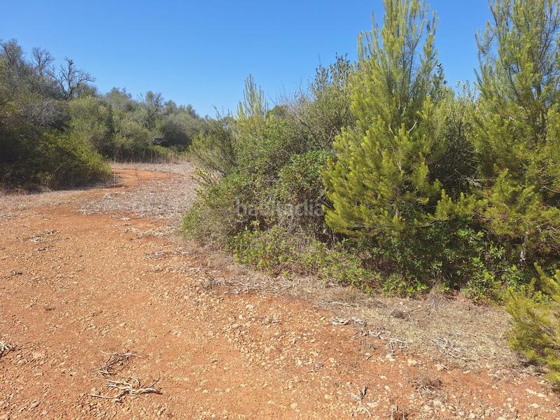 Foto 22a0f78a-085f-4d47-ae37-26e3b3dbee9c. Terreny residencial a Algaida